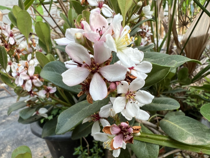 다정큼나무 - Rhaphiolepis indica (L.) Lindl. var. umbellata (Thunb.) Ohashi
