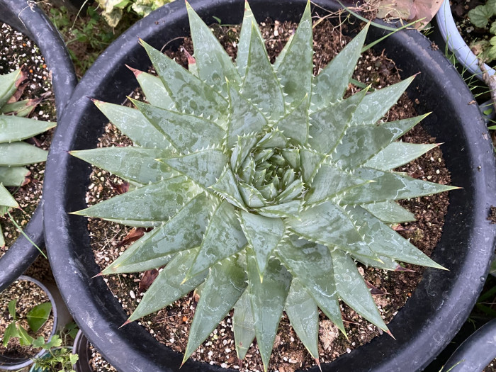 알로에 폴리필라 - Spiral Aloe, Aloe polyphylla