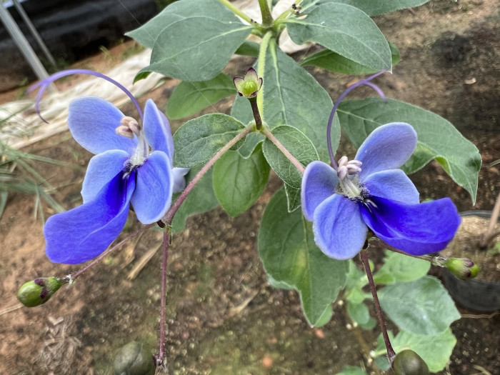 나비꽃 - Blue butterfly, Clerodendrum ugandense