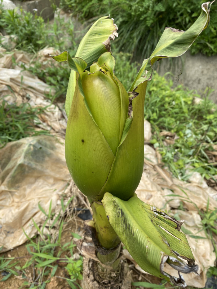 파초 - Japanese banana, Japanese fibre banana, hardy banana, Musa basjoo Siebold & Zucc.