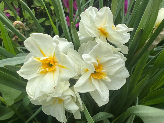 수선화 - daffodil, Narcissus tazetta var. chinensis
