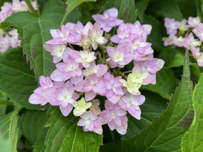 수국 - Hydrangea, Hydrangea macrophylla (Thunb.) Ser. for. otaksa (Siebold & Zucc.) E. H. Wilson