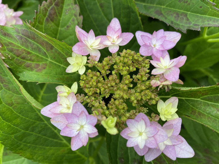 수국 - Hydrangea, Hydrangea macrophylla (Thunb.) Ser. for. otaksa (Siebold & Zucc.) E. H. Wilson