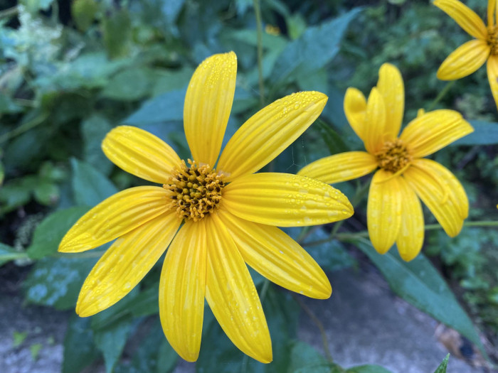 뚱단지 - Helianthus tuberosus L.