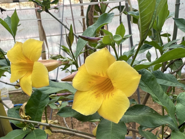 알라만다 - Allamanda