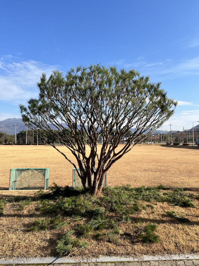 반송 - Pinus densiflora for. multicaulis Uyeki