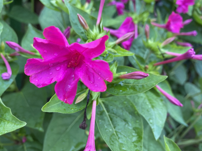 분꽃 - Mirabilis jalapa L.