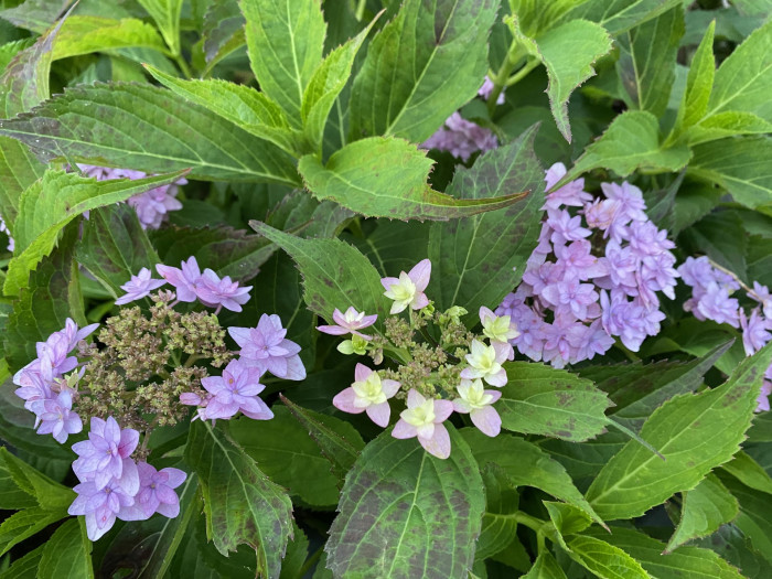 수국 - Hydrangea, Hydrangea macrophylla (Thunb.) Ser. for. otaksa (Siebold & Zucc.) E. H. Wilson