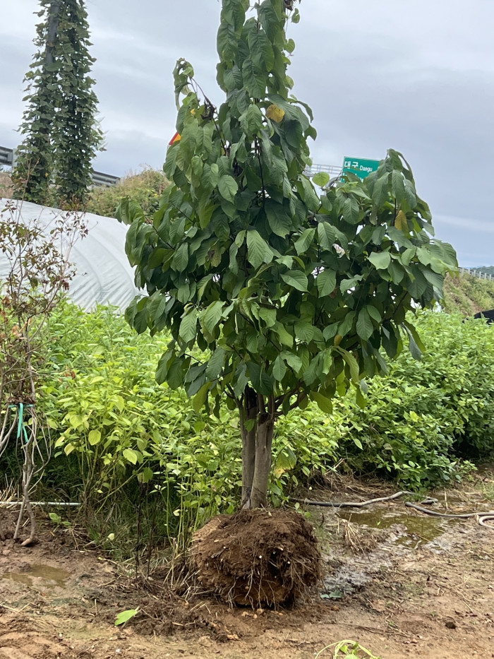 포포나무 - Sunflower pawpaw