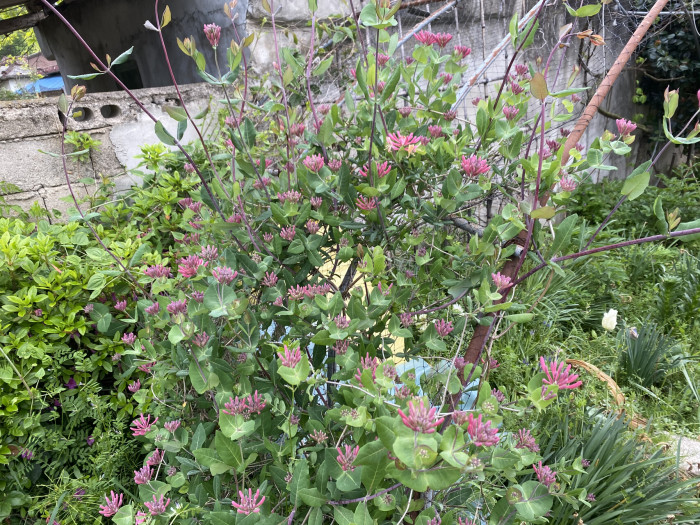붉은인동 - Honey suckle, Lonicera periclymenum L.
