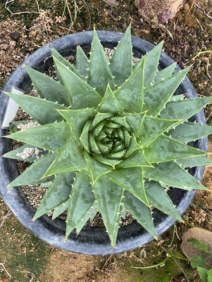 알로에 폴리필라 - Spiral Aloe, Aloe polyphylla