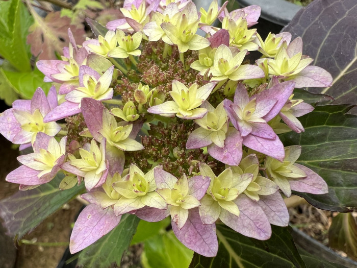 수국 - Hydrangea, Hydrangea macrophylla (Thunb.) Ser. for. otaksa (Siebold & Zucc.) E. H. Wilson