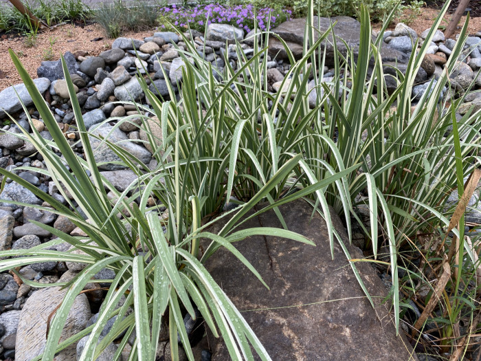 꽃창포 - azalea, Iris ensata var. spontanea