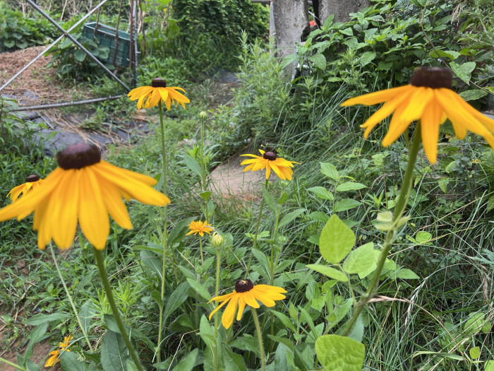 천인국 - Indian blanket, Gaillardia pulchella Foug.
