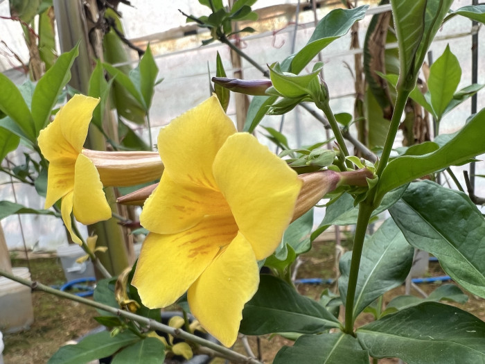 알라만다 - Allamanda