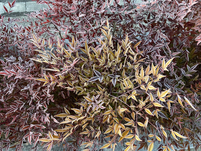 남천 - Heavenly bamboo, Nandina domestica Thunb.