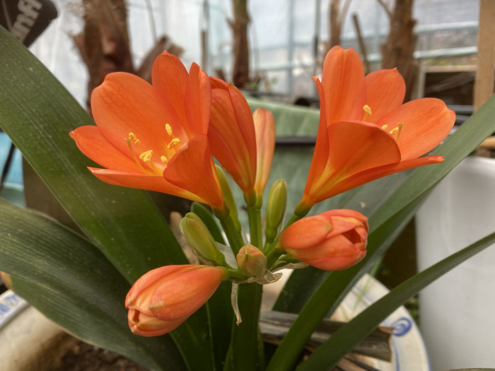 군자란 - Clivia miniata Regel