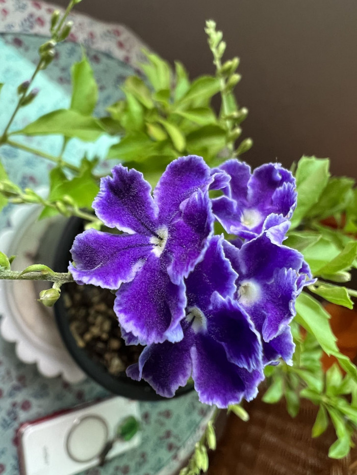 듀란타 - Duranta repens, Duranta erecta L