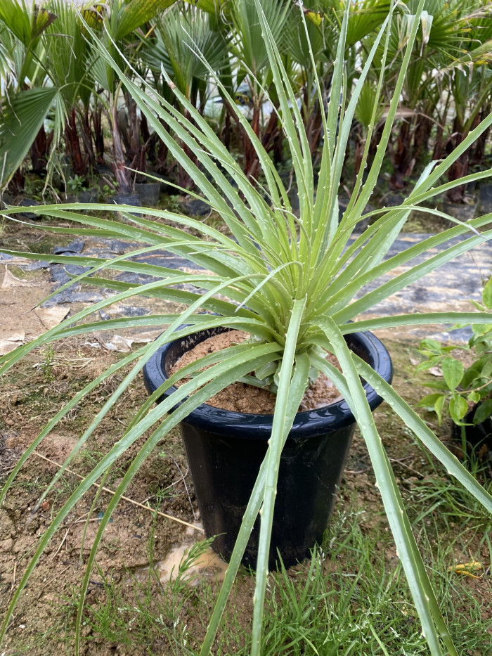 푸야 칠렌시스 - Sheep eating plant, Puya chilensis