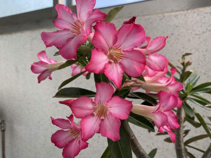 석화 - Adenium obesm, Adenium