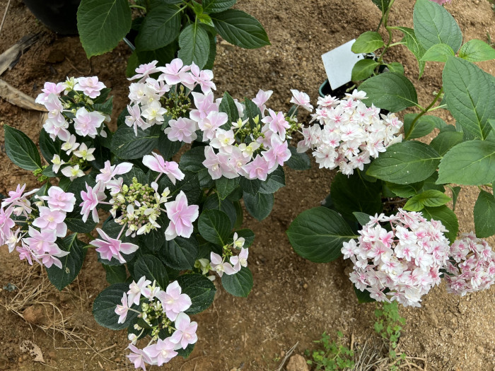 수국 - Hydrangea Macrophylla