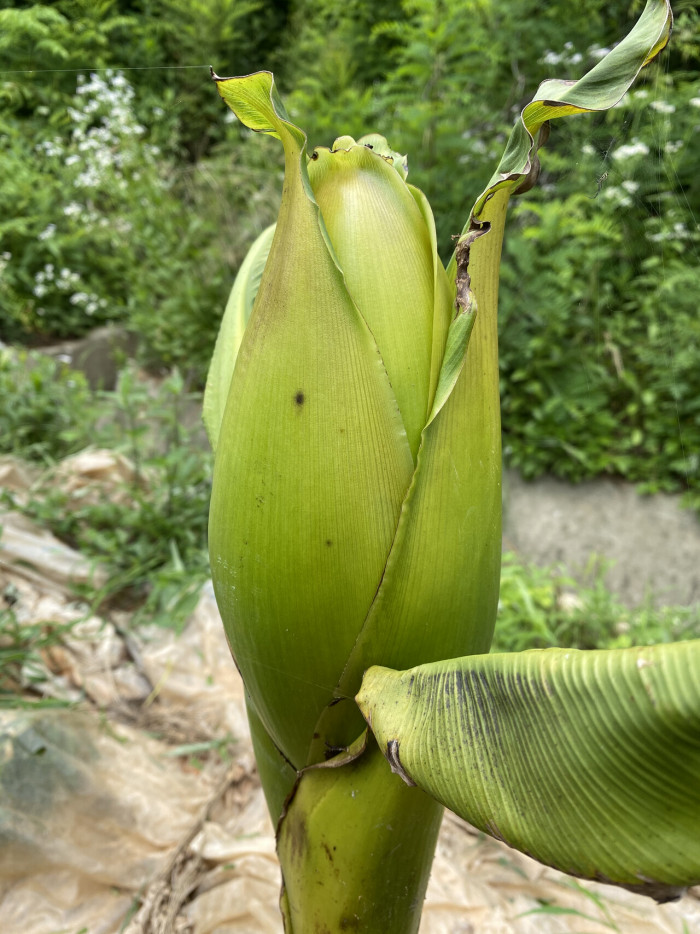 파초 - Japanese banana, Japanese fibre banana, hardy banana, Musa basjoo Siebold & Zucc.