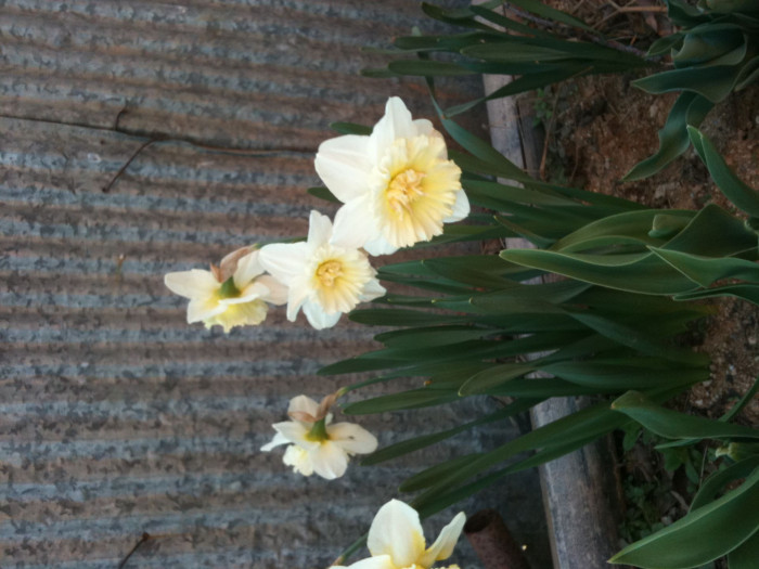 수선화 - daffodil, Narcissus tazetta var. chinensis