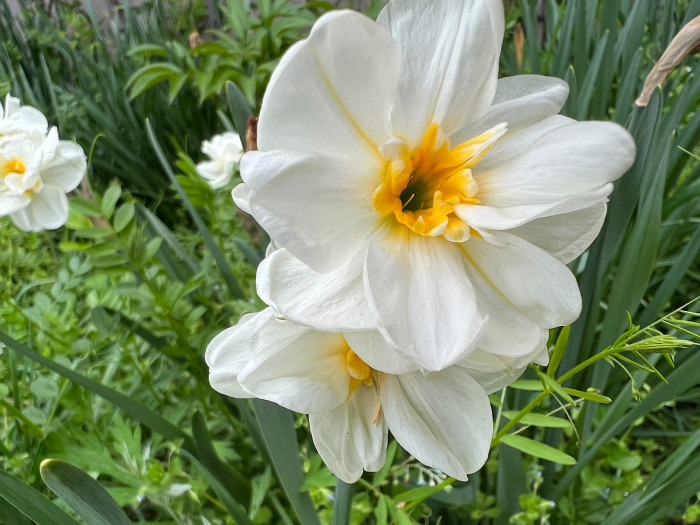 수선화 - daffodil, Narcissus tazetta var. chinensis