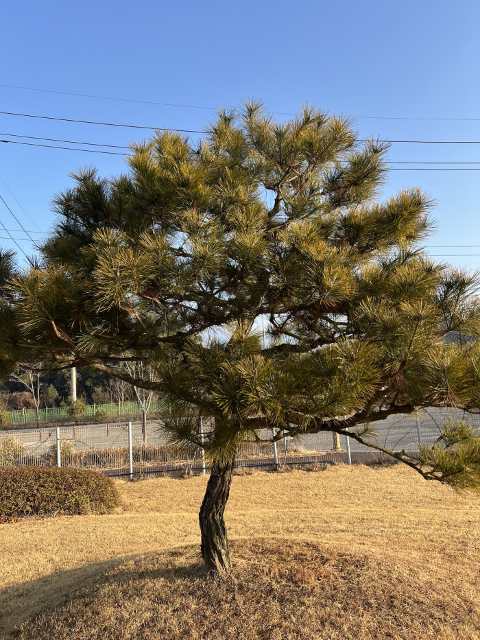 소나무 - Pinus Densiflora
