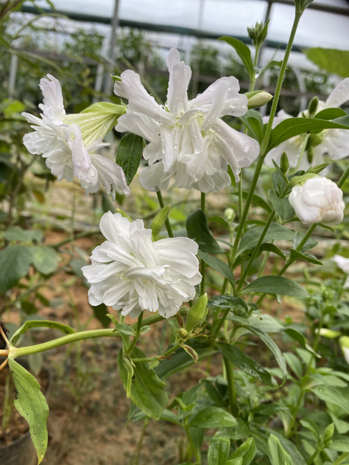비누풀 - Saponaria officinalis L.