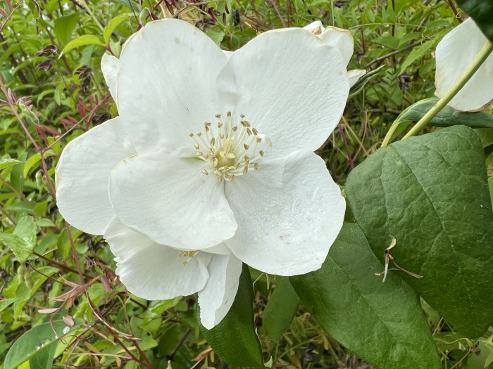 고광나무 - Korean mock orange, Philadelphus schrenkii Rupr. var. schrenkii