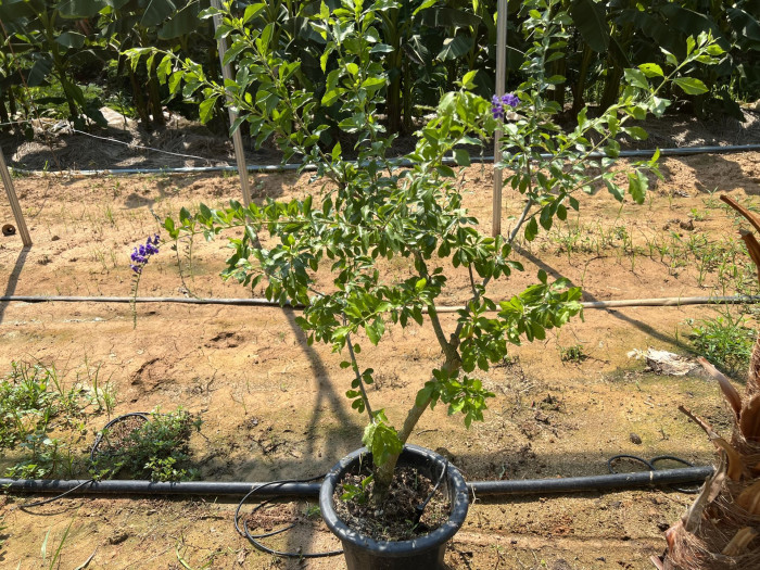 듀란타 - Duranta repens, Duranta erecta L