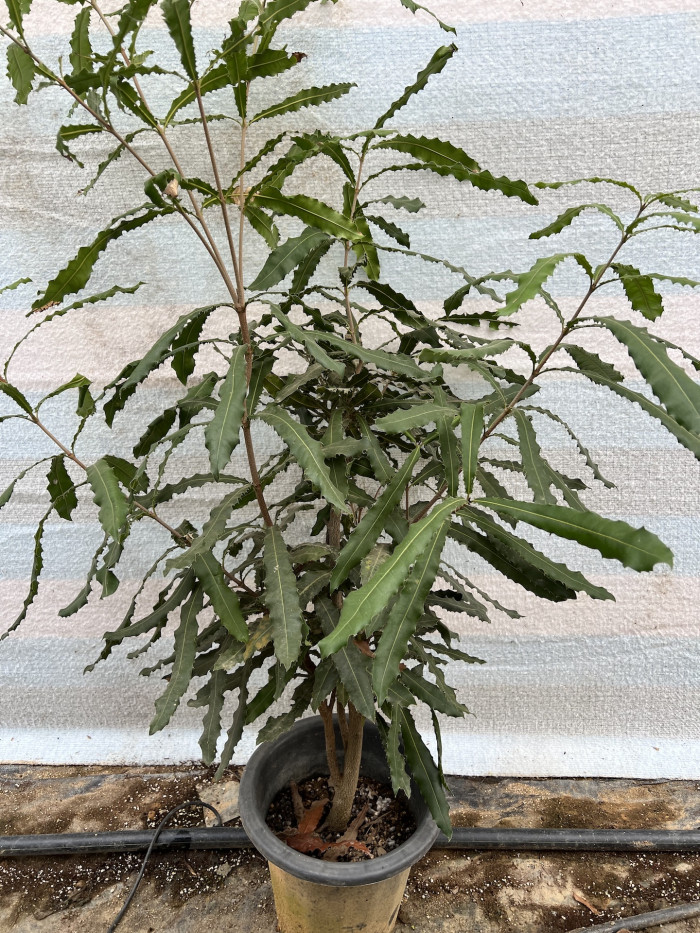 마카다미아 터니폴리아 - small-fruited Queensland nut, Gympie nut, Macadamia ternifolia F.Muell.