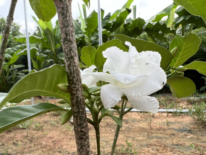 오렌지 자스민 - Orange jasmine, Murraya paniculata