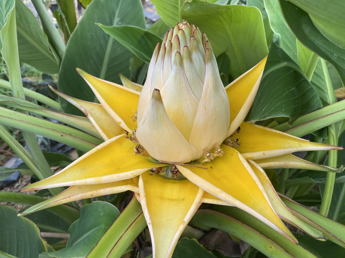황금연꽃바나나 - Chinese yellow banana, Chinese dwarf banana, Golden lotus banana, Ensete lasiocarpum, Musella lasiocarpa