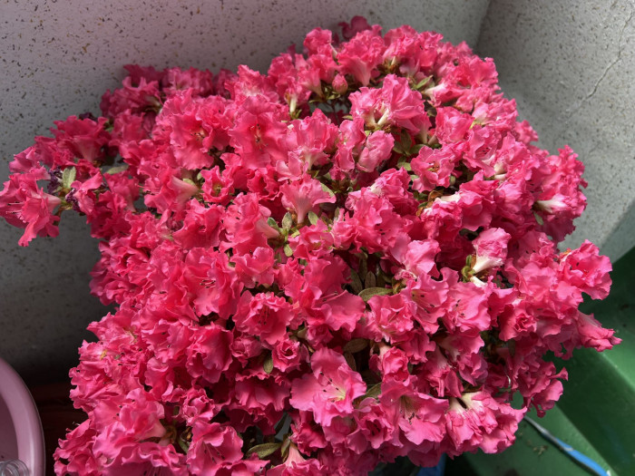 철쭉 - Deciduous Azalea, Rhododendron schlippenbachii Maxim.