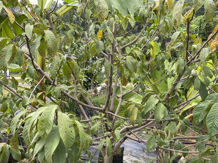 포포나무 - Sunflower pawpaw, Asimina triloba
