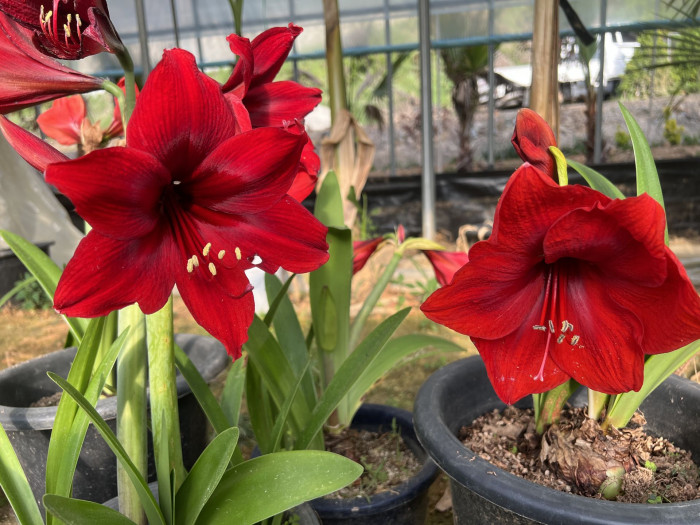 아마릴리스 - amaryllis, Hippeastrum puniceum (Lam.) Voss