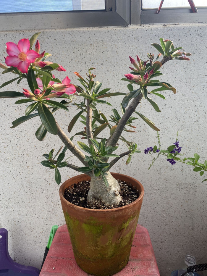석화 - Adenium obesm, Adenium
