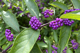 좀작살나무 - Callicarpa dichotoma (Lour.) K.Koch