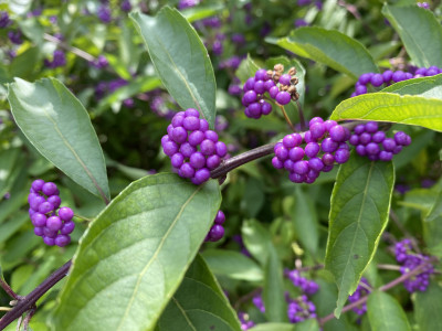 좀작살나무 사진 - Callicarpa dichotoma (Lour.) K.Koch Photos