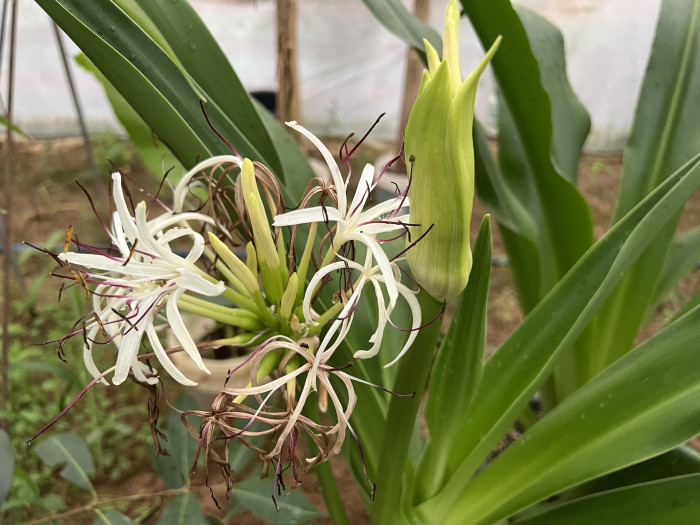 문주란 - Crinum Asiaticum
