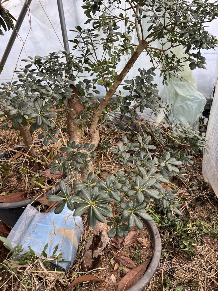 돈나무 - Pittosporum Tobira