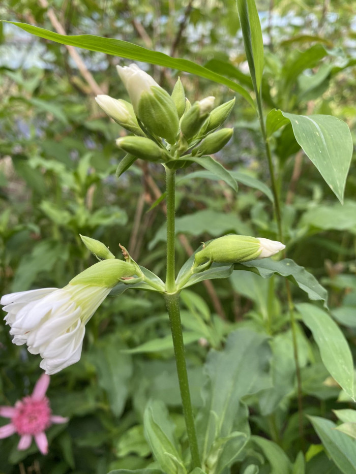 비누풀 - Saponaria officinalis L.