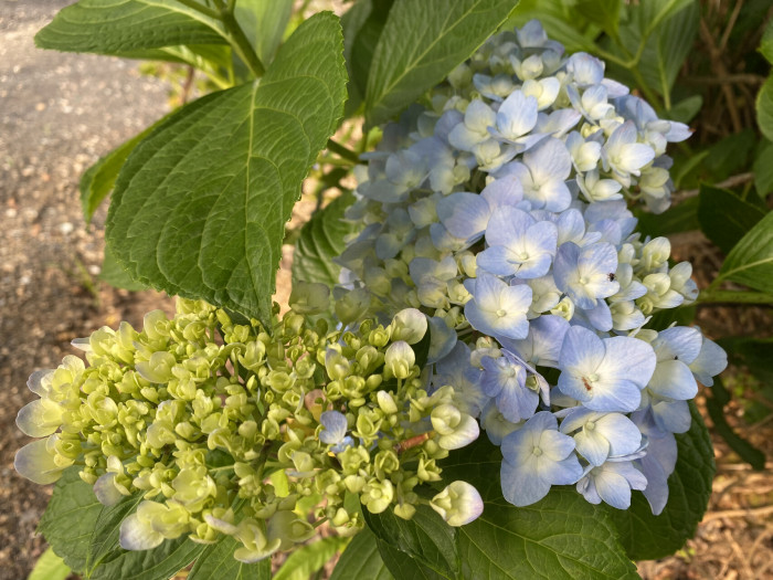 수국 - Hydrangea, Hydrangea macrophylla (Thunb.) Ser. for. otaksa (Siebold & Zucc.) E. H. Wilson