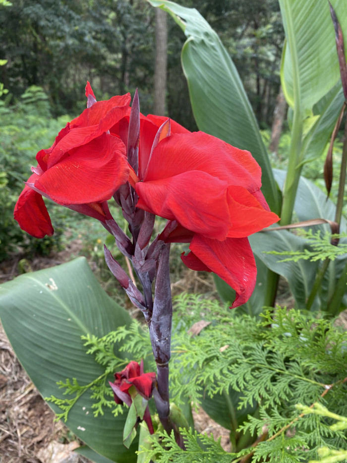 칸나 - Canna lily, Canna spp