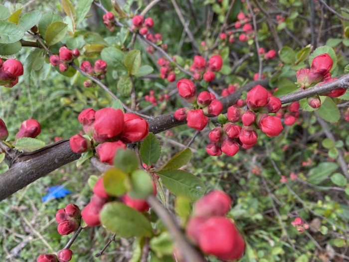 명자나무 -  Chaenomeles speciosa, Chaenomeles japonica (Thunb.) Lindl. ex Spach