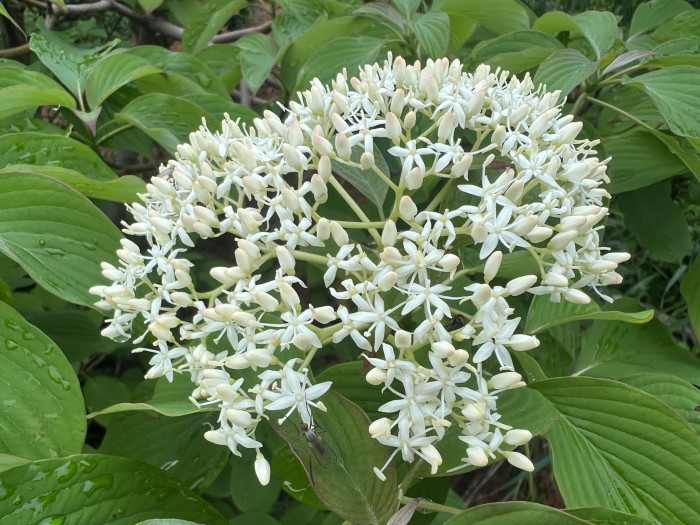 층층나무 - Giant Dogwood, Cornus controversa Hemsl. ex Prain