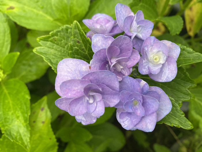 수국 - Hydrangea, Hydrangea macrophylla (Thunb.) Ser. for. otaksa (Siebold & Zucc.) E. H. Wilson