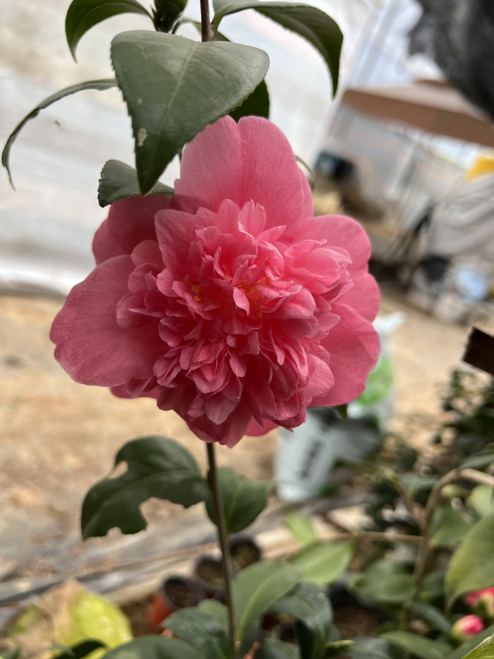 동백나무 - Camellia Japonica